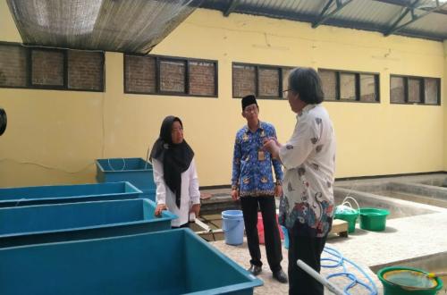 Mengapa Sidat Cilacap Jadi Pilihan Utama Peternak Pemula?